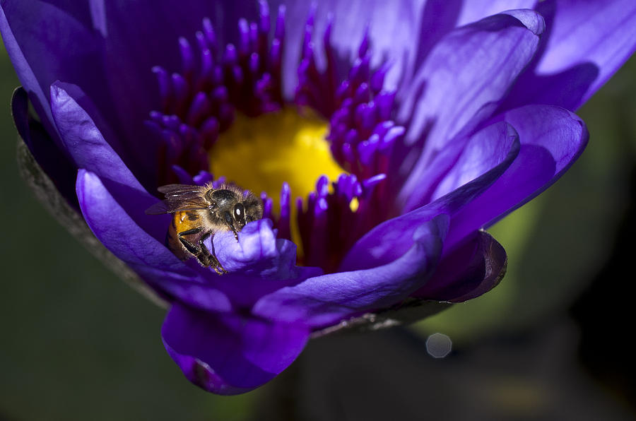 Bee Hug Photograph by Priya Ghose