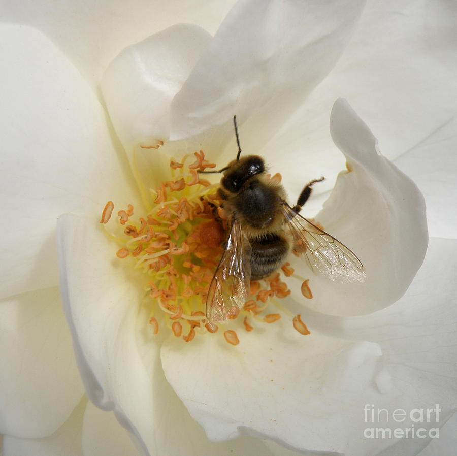 Bee in a White Rose Photograph by Lainie Wrightson