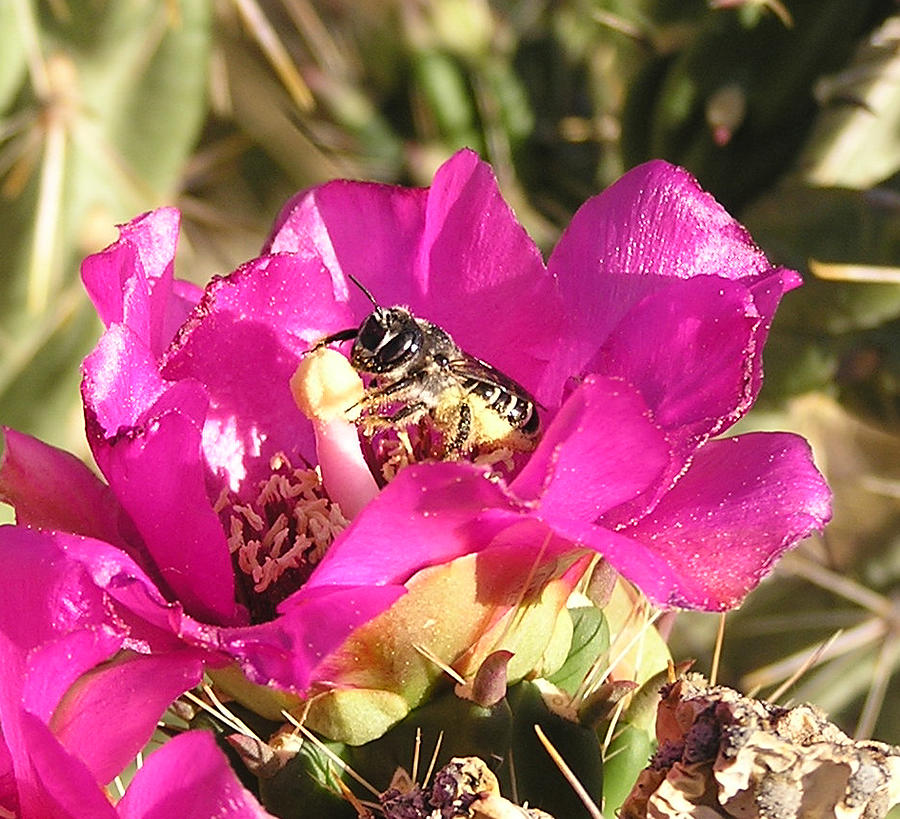 Bee Photograph - Bee in bloom by FeVa  Fotos