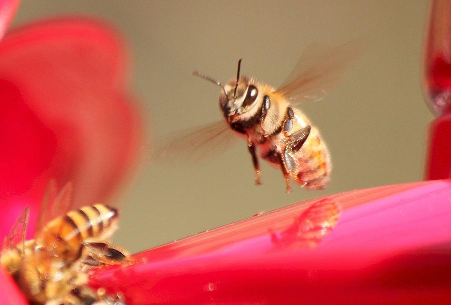 Insects Photograph - Bee in Flight by Scott Brown