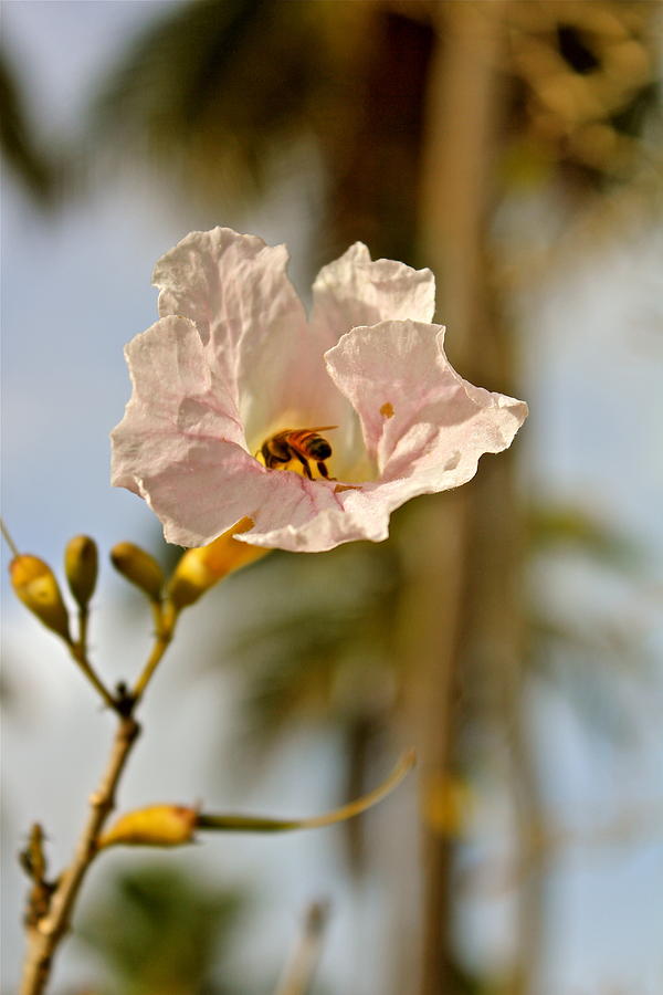 Bee In Paradise Photograph by Felix Zapata