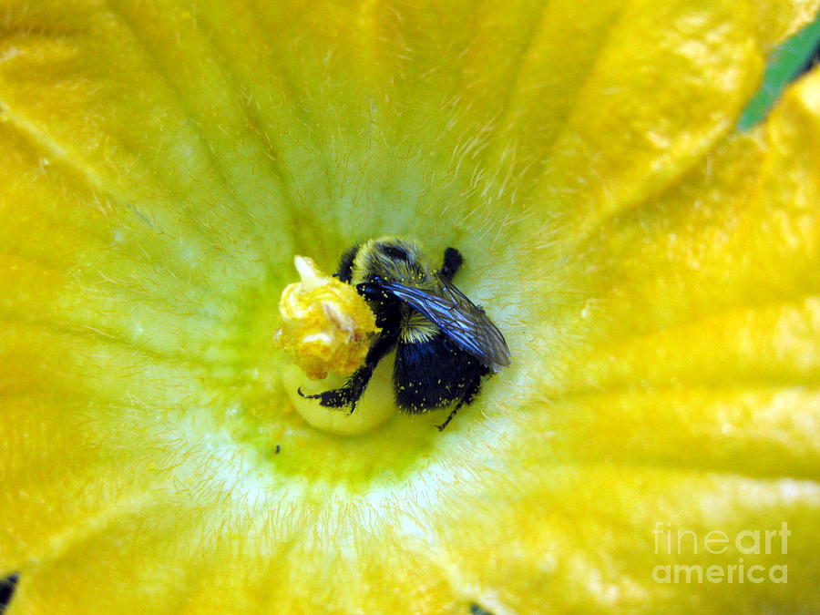 Bee in Squash Blossom Photograph by Lili Feinstein