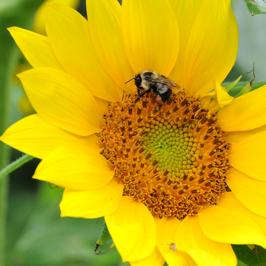 Bee In Sunflower Photograph by Alan Lenk
