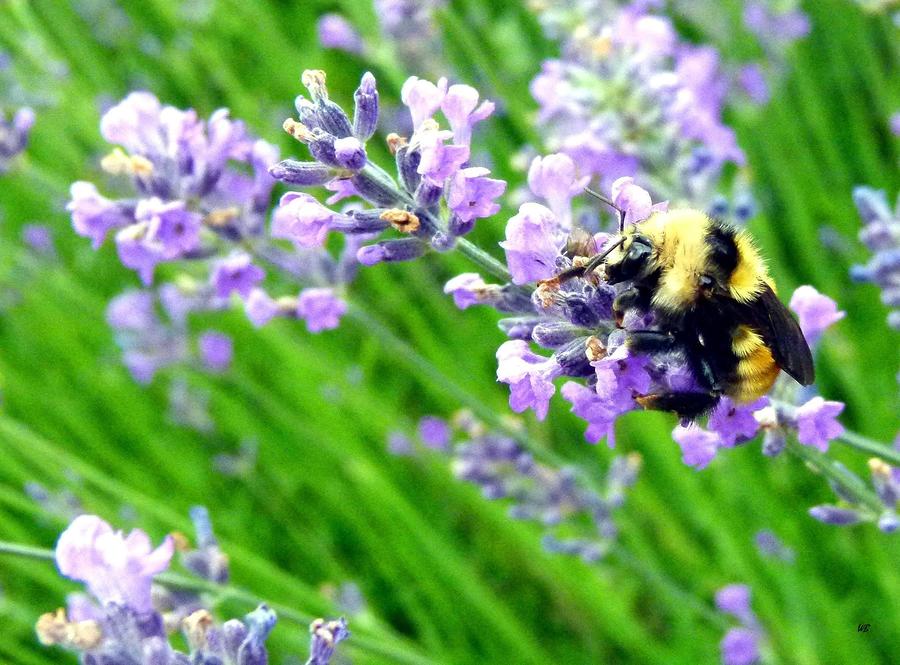Bee In The Lavender Photograph by Will Borden