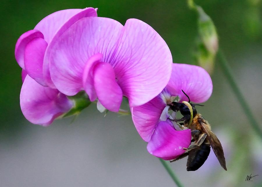 Bee in the Pink - Greeting Card Photograph by Mark Valentine