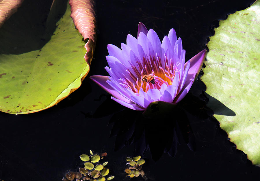 Bee in the Purple Water Lily Photograph by Rosalie Scanlon