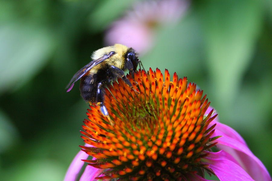 Bee-ing Happy Photograph by Laurel Talabere - Fine Art America