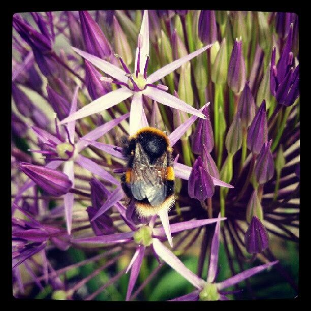 Summer Photograph - Bee by Kimberley Dennison