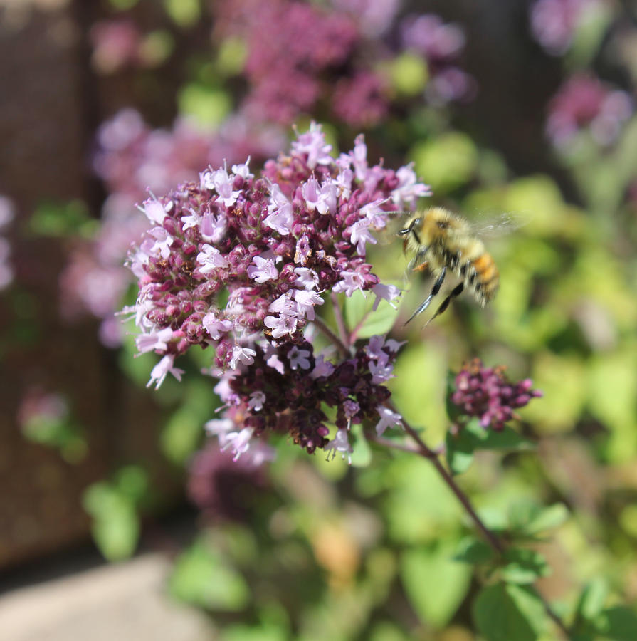 Bee Landing on Thyme Photograph by Donna L Munro