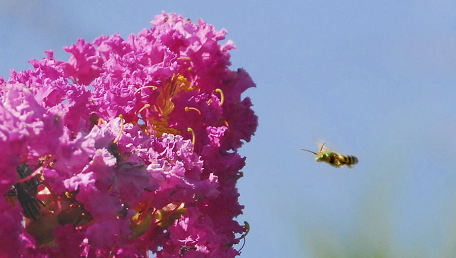 Bee Line Photograph by Larry Mulvehill - Pixels