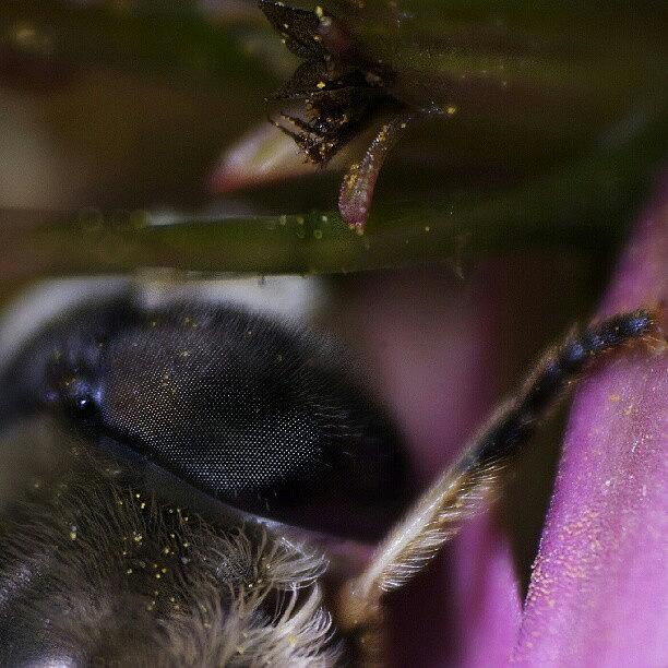 Bee Mimic Hoverfly Hiding From The Wind Photograph by Nate Doran