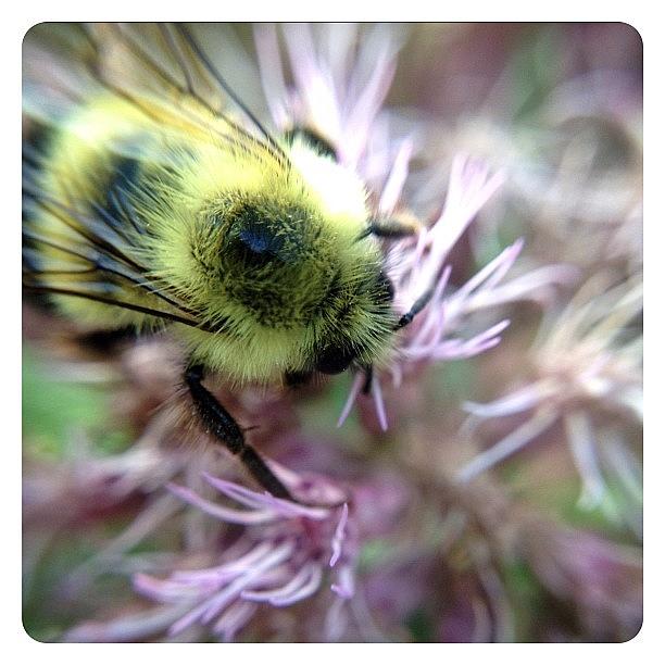 Phoenicia Photograph - Bee by Natasha Marco