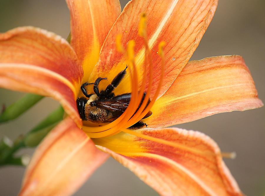 Flower Photograph - Bee Nestled in a Flower by Paulette Thomas