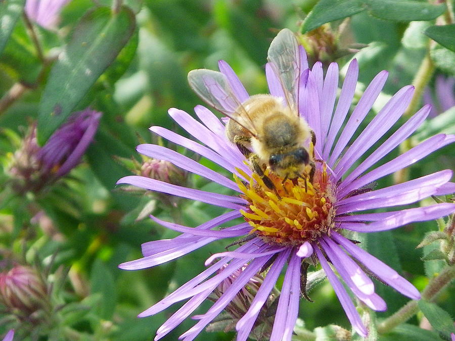 Nature Photograph - Bee Not Distracted by Peggy King