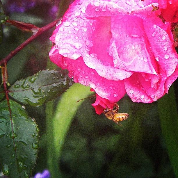 Nature Photograph - Bee on a Rose by Lizzy M