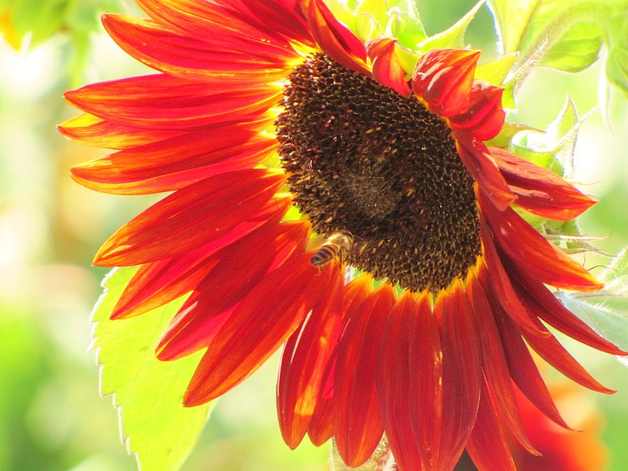 Sunflower Photograph - Bee on a Sunflower by Life Inspired Art and Decor