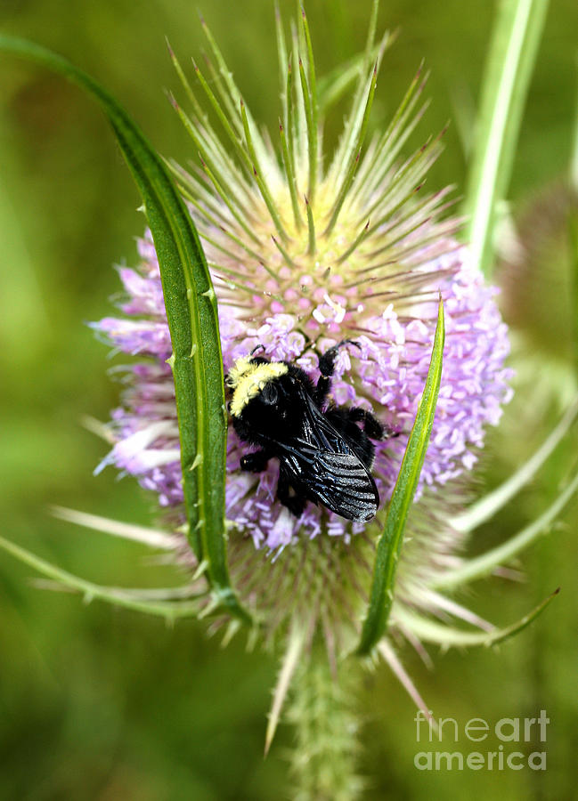 Flower Photograph - Bee on a Thistle by Nick Gustafson