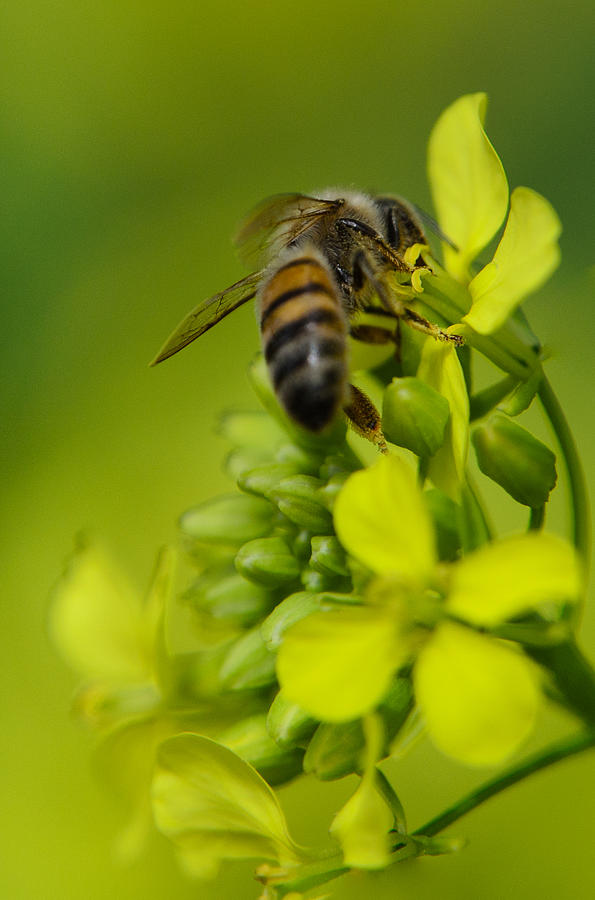 Bee on a yellow background Photograph by Michael Goyberg