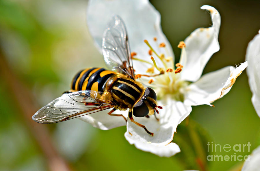 Bee on Apple Blossom Photograph by Lila Fisher-Wenzel