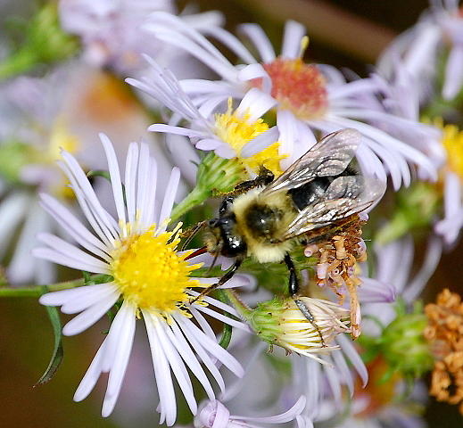 Bee on Aster II Photograph by Mary McAvoy