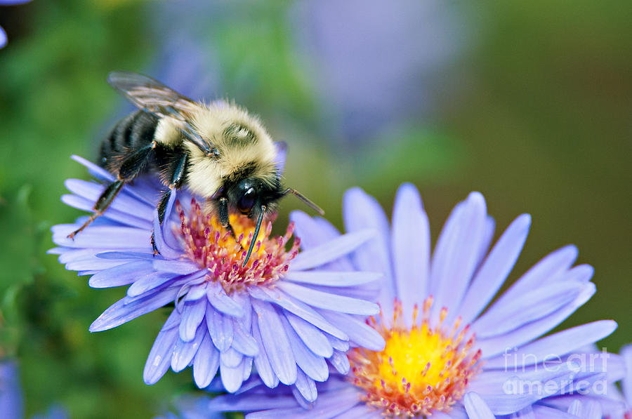 Bee on Aster Photograph by Jean A Chang
