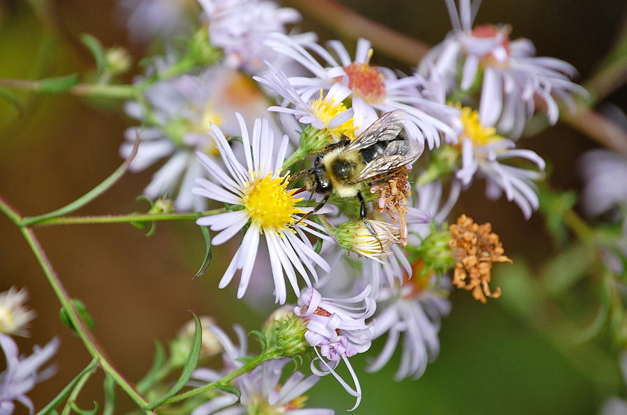 Bee on Aster Photograph by Mary McAvoy