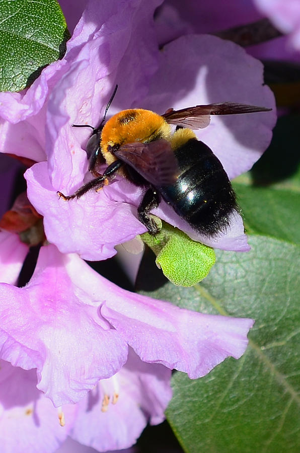 Nature Photograph - Bee on Azalea Bloom by Lisa Phillips