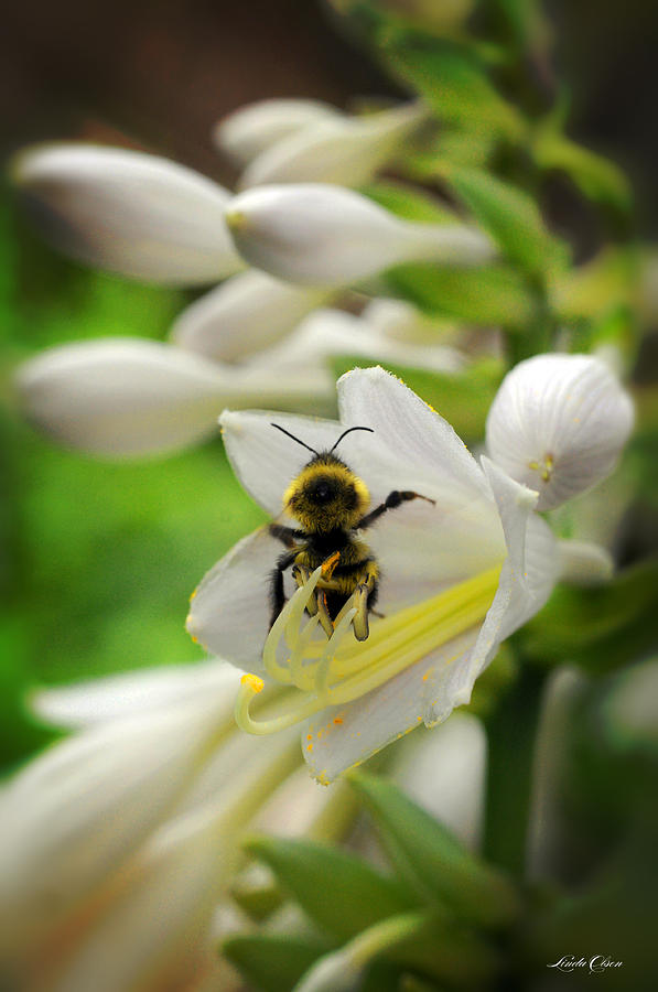 Bee on Bloom Photograph by Linda Olsen