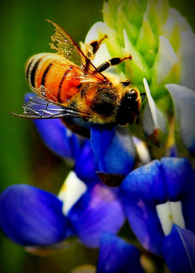 Spring Photograph - Bee on Bluebonnet by Mendell Patton