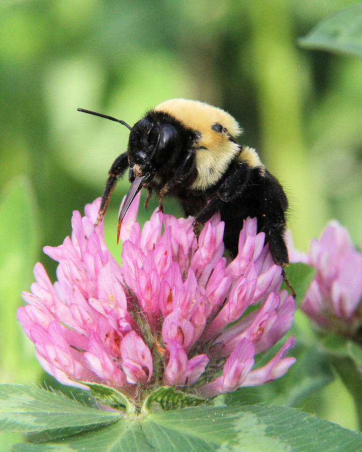 Bee on Clover Photograph by Doris Potter