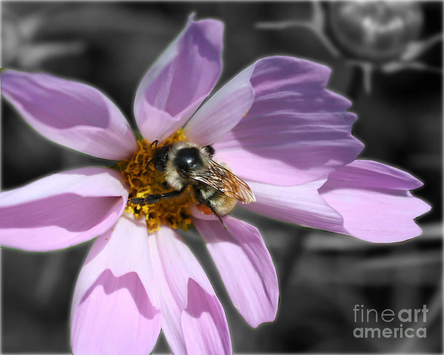 Bee On Cosmos Partial Color Photograph by Smilin Eyes Treasures