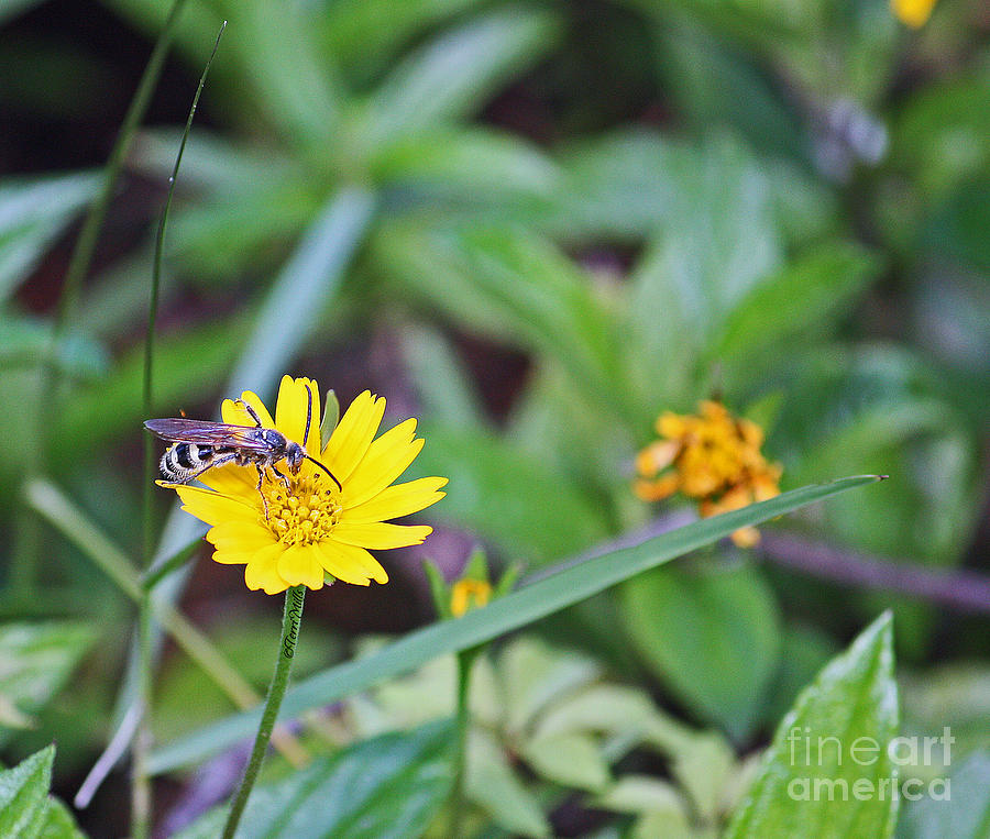 Bee on Daisy Photograph by Terri Mills