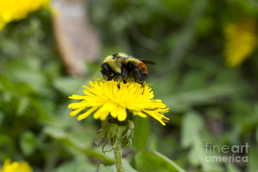 Bee on Dandelion Photograph by Donna L Munro