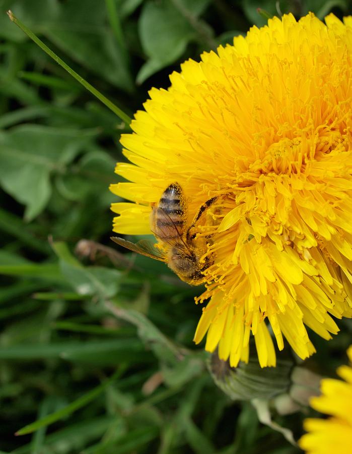 Bee on Dandelion Photograph by Joshua House