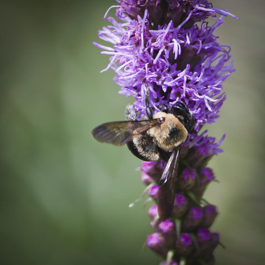 Bee on Gayfeather Squared 1 Photograph by Teresa Mucha - Fine Art America