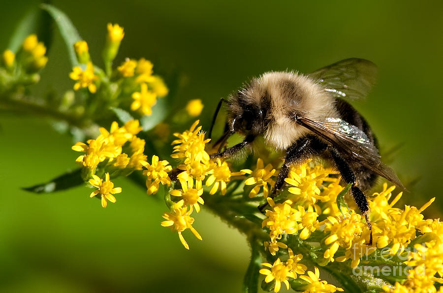 Bee on Goldenrod Photograph by Jean A Chang