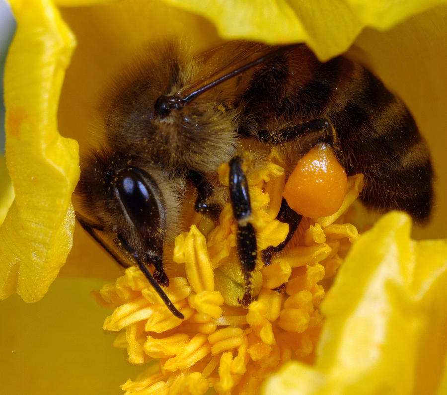 Bee on horned poppy Photograph by Paul Cowan