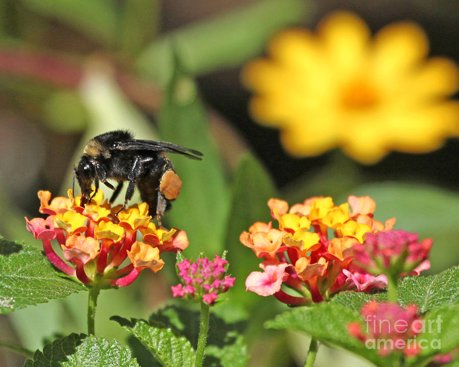 Bee on Lantana Flower Photograph by Luana K Perez