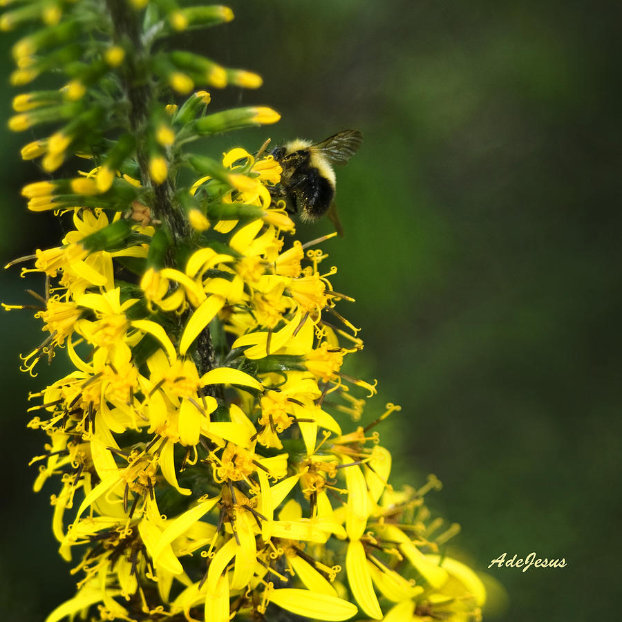 Bee on Leopard Plant Photograph by Angelito De Jesus
