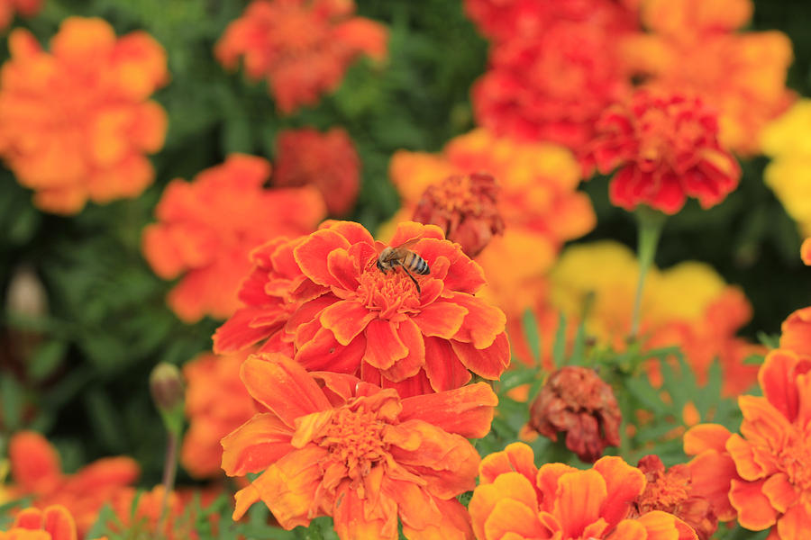 Bee on Orange Flower Photograph by Douglas Barnard