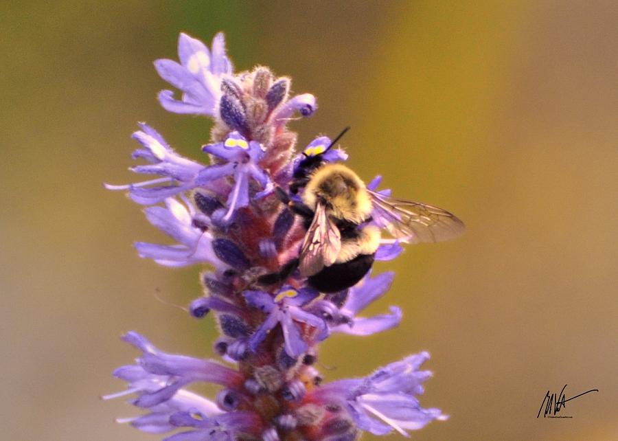 Bee On Purple Flower - Greeting Card Photograph