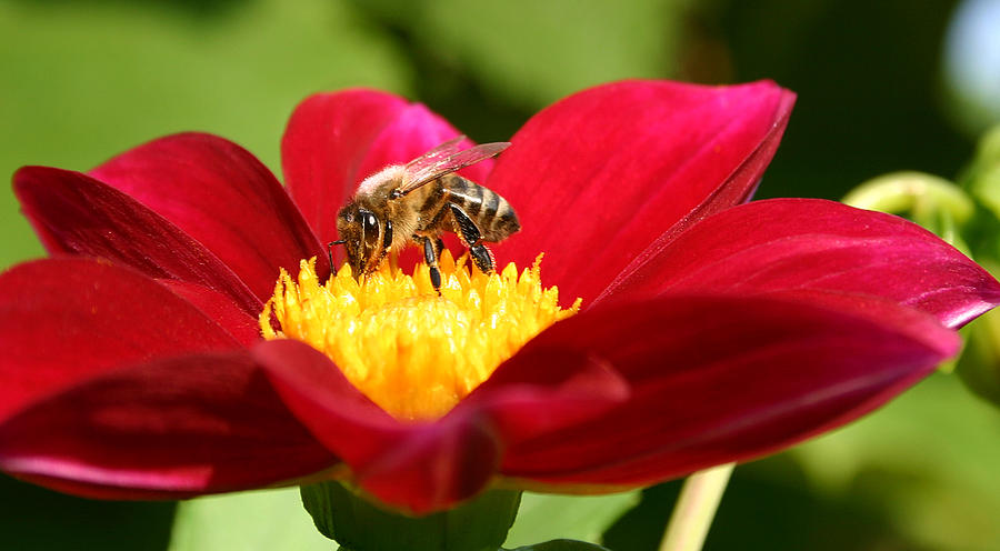 Bee on red dahlia Photograph by Emanuel Tanjala