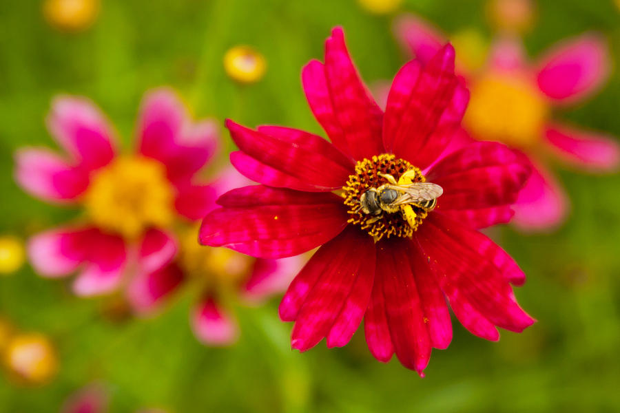 Bee on Red Flower Photograph by Lynne Jenkins