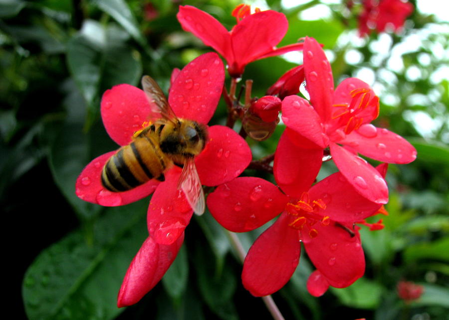 Bee on red Photograph by T Guy Spencer