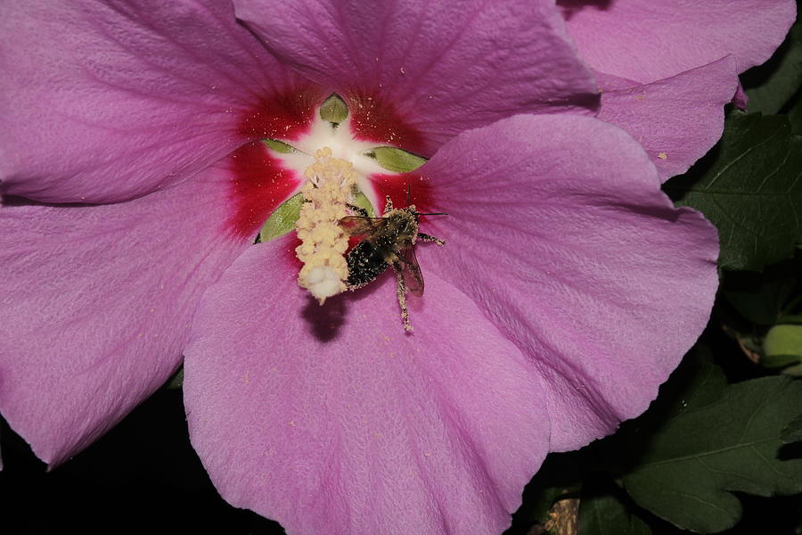 Bee on Rose of Sharon Photograph by Robert Morin