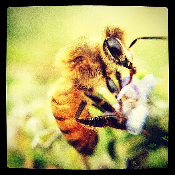 Bee On Rosemary Bloom Ip4s W Macro Lens Photograph by Raul Roa