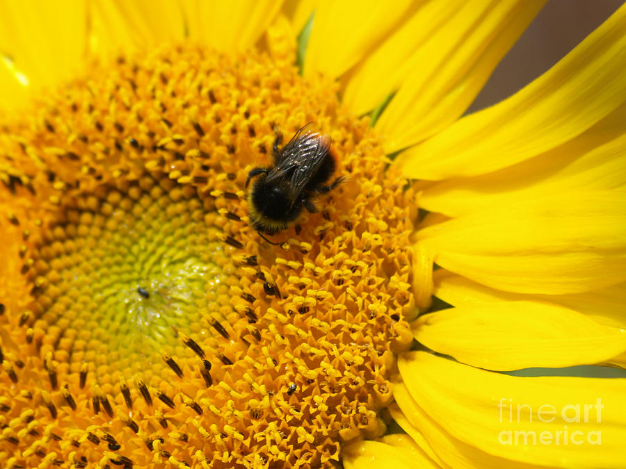 Bee on sunflower Photograph by Steev Stamford