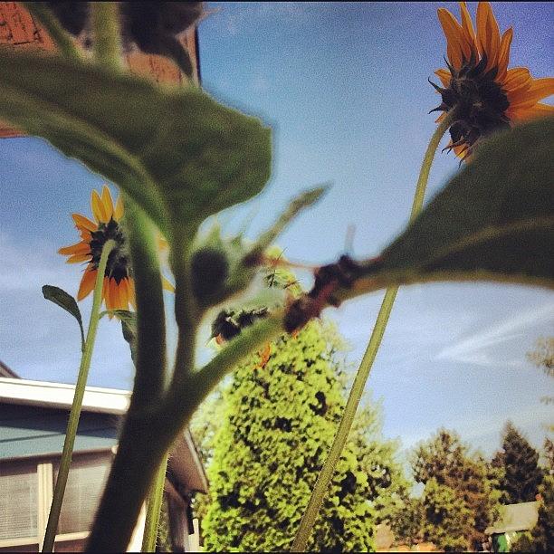 Sunflower Photograph - Bee on sunflowers by Jonell Witkowski