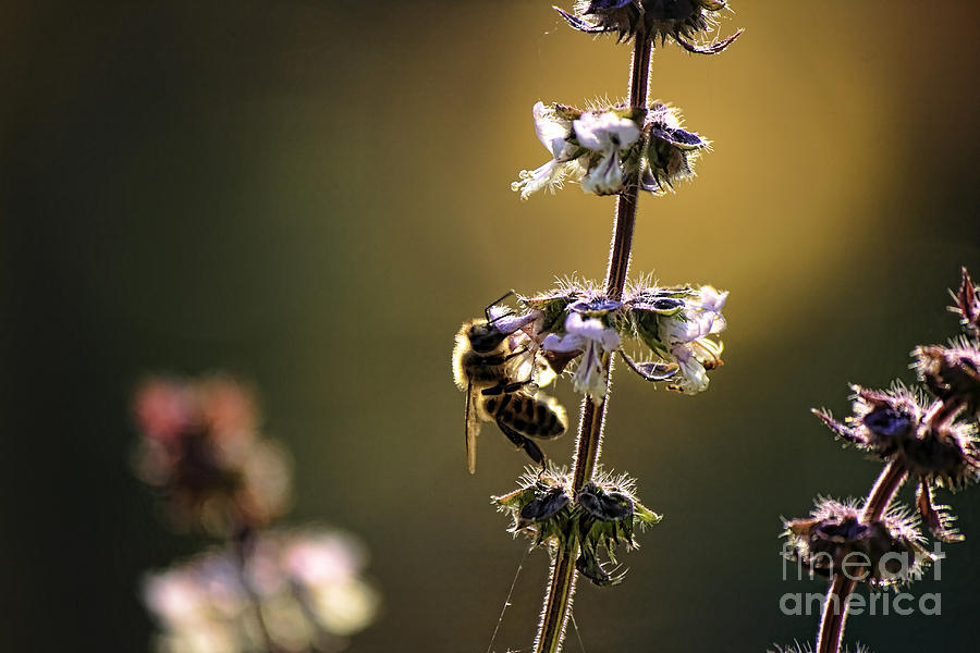 Bee on the Basil Photograph by Sari Sauls