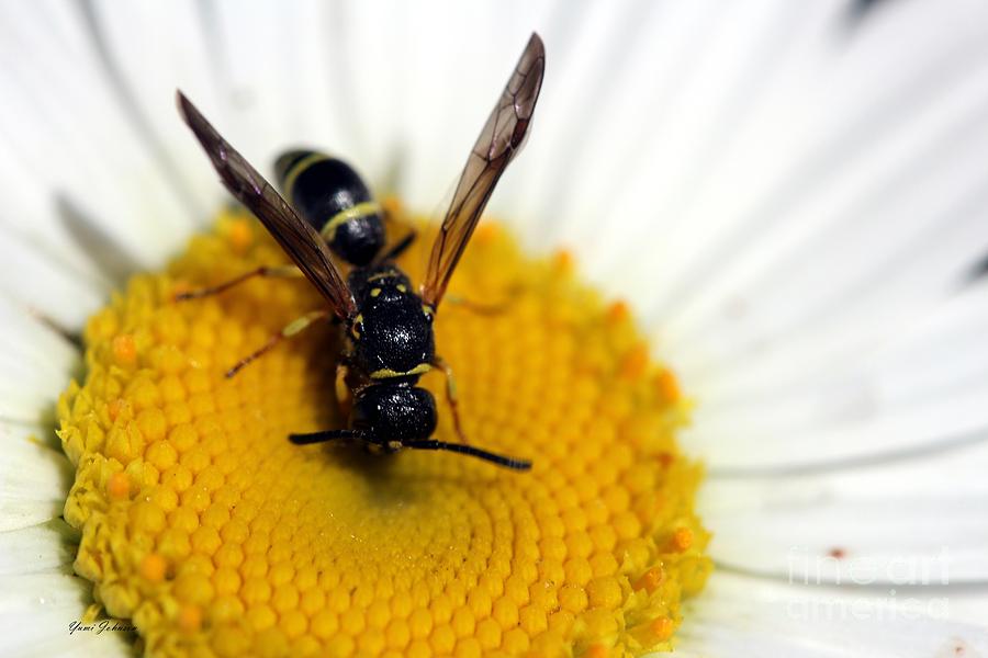 Bee on the Daisy Photograph by Yumi Johnson